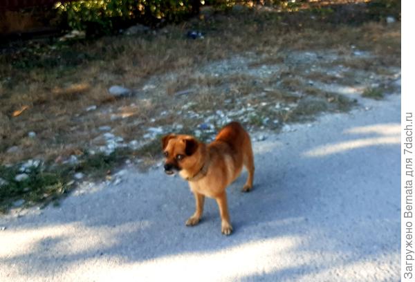 Вот этот на меня недобро поглядывал.., порыкивал...