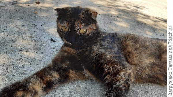 Еще одна "приблуда"- Чуча...