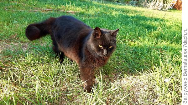 Наш патриарх Йохан ..