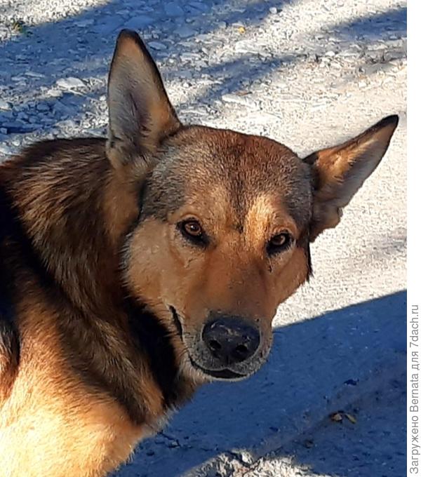 Старый и мудрый...