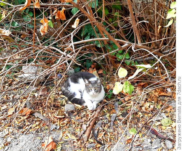...Кошке хочется спать.
Ей надоело жить по помойкам.
Кошке хочется спать...(Алиса)