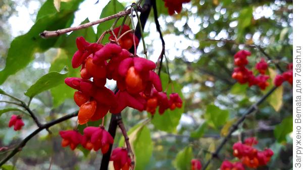 Бересклет...
