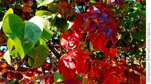 И девичий виноград...