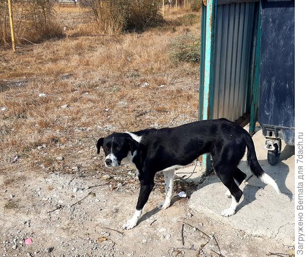 А этот уже позавтракал...из мусорного контейнера...