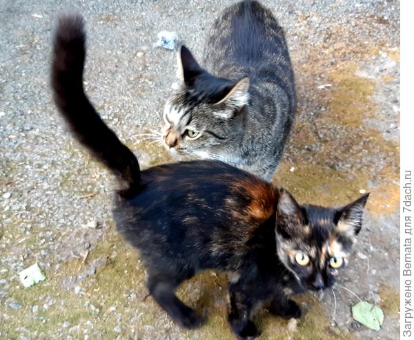 Чучелки-мяучелки:)