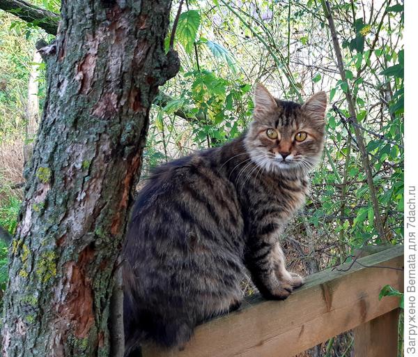 Подкидыш Федька, но - девочка:))