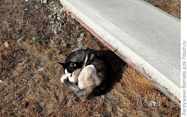 Утро. Спит под мостиком...