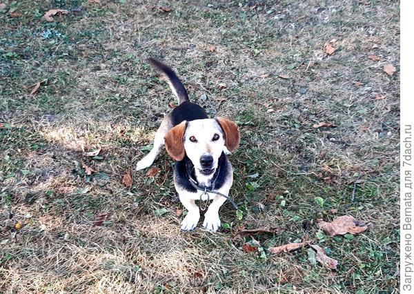 А этот "триколор", чей-то, судя по ошейнику, но парень общительный и  готов к тёплому общению:))