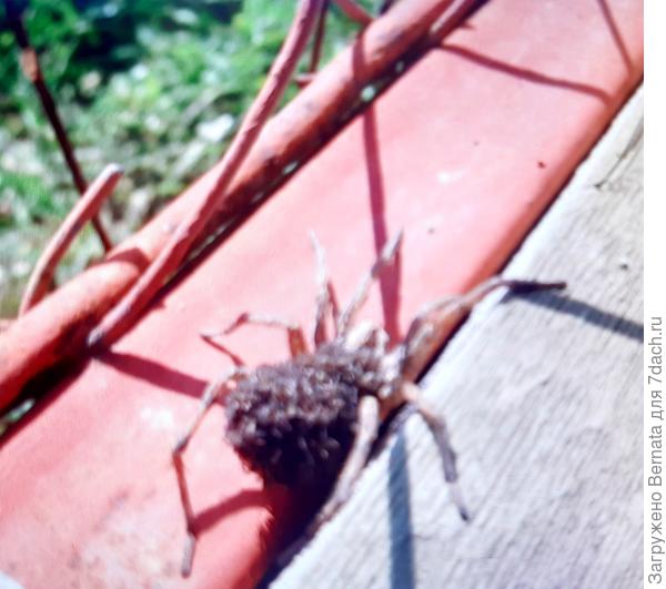 К сожалению, качество оставляет желать лучшего и мвюалышей-наездников не рассмотреть ... Но они - ТАМ:)) , на маме сверху:)