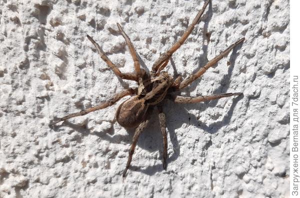 Самка паука-волка...