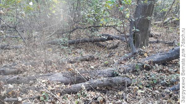 Бурелом...