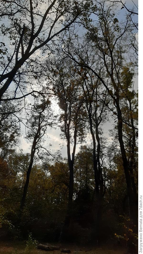 И у нас есть довольно высокие деревья...