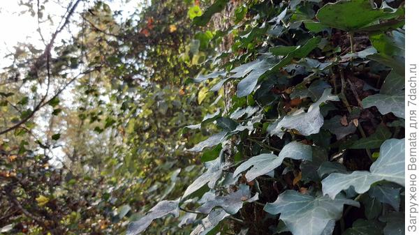 Все деревья заросли плющом...