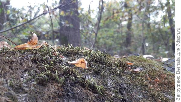 Мох не такой яркий, как у тебя...