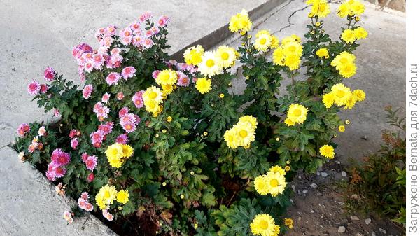 Каждой -по кустику- букетику:))