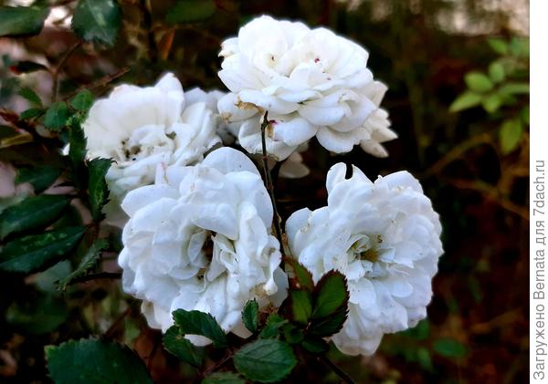 Гип-гип-ура:))