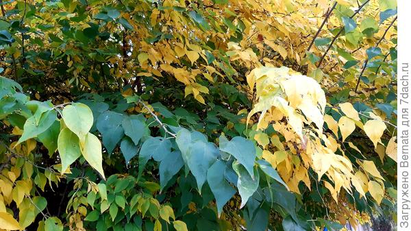 Еще много зелёных листьев..