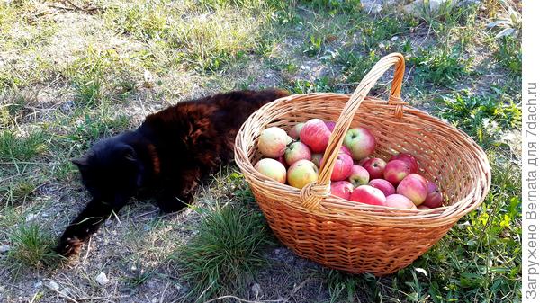 Яблочки для хозяйки Витаса:)))