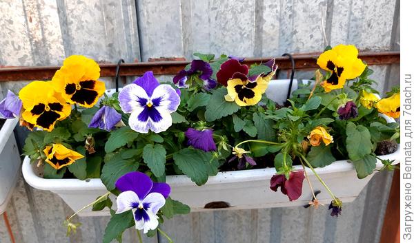 Виолки даже не думают отцветать...