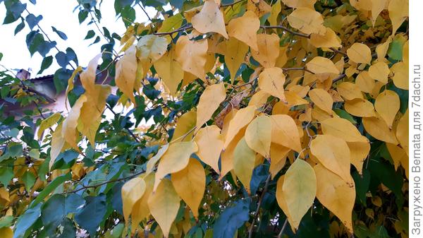 Такая редкость у нас - золотая осень.