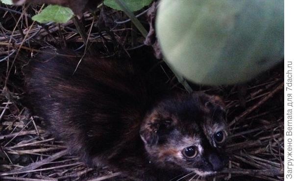 Вот такой крыской-задохликом появилась в нас Чуча... Отсюда и имечко родилось - &quot;чучелка,  чучундра&quot;...  Муж признался, что был уверен, что помрёт, настолько она была худющей....