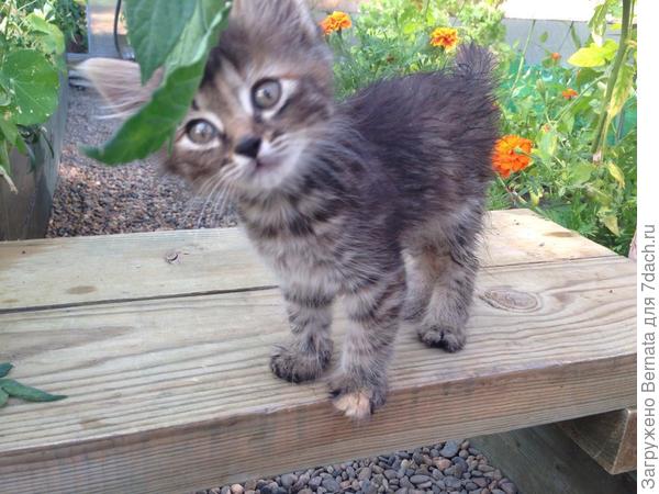 Такой появилась Федька... Тогда мы ещё считали, что это Фёдор,  а не Федора:)))