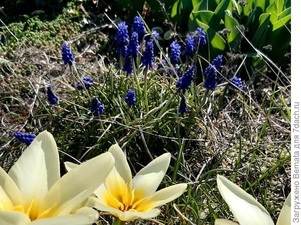 Дикие мускари на заднем плане...