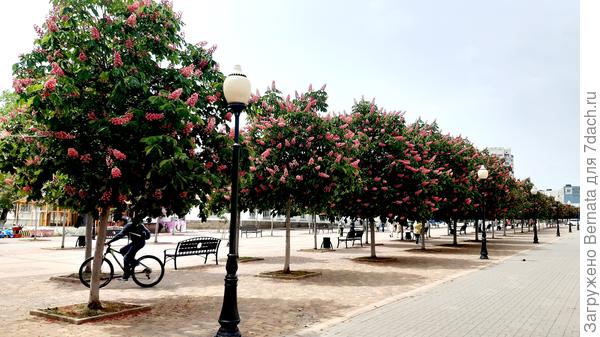 Вот твоя аллея.... С правой стороны твой дом....