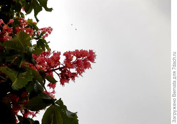 Снова, каштанчик....