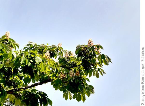 Акация цветёт....