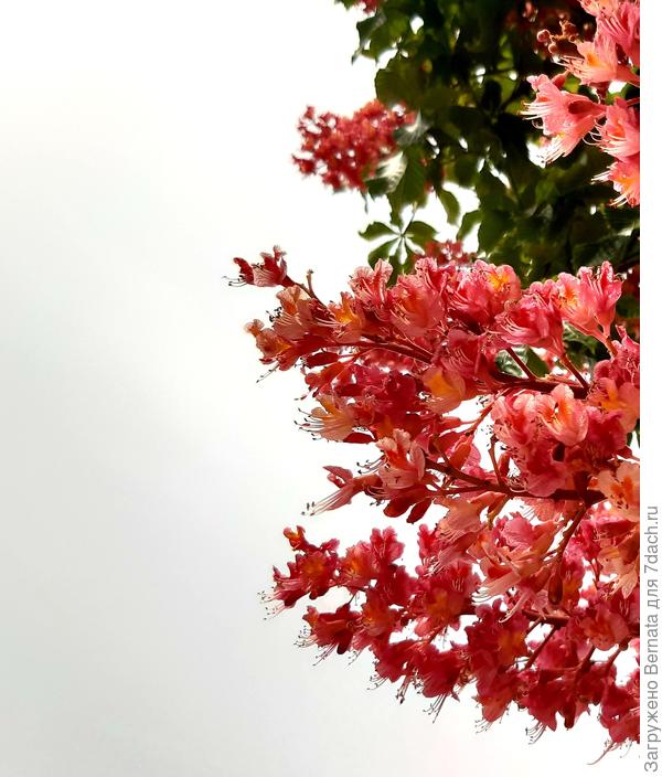 И такими бывают каштаны...