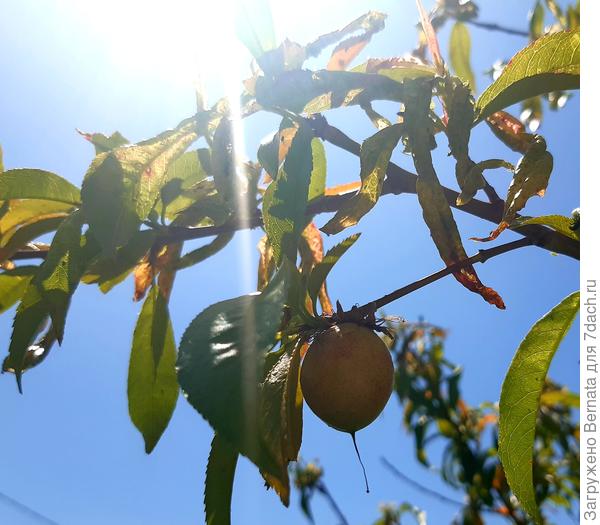 Нектарины созревают....