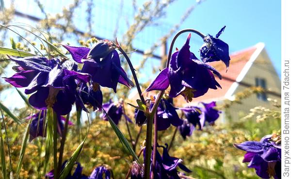 Скромница аквилегия