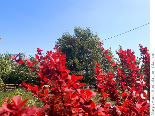 Красный, значит, красивый:))))