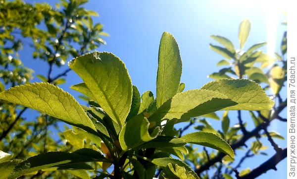 Всё стремится к солнцу в полдень.