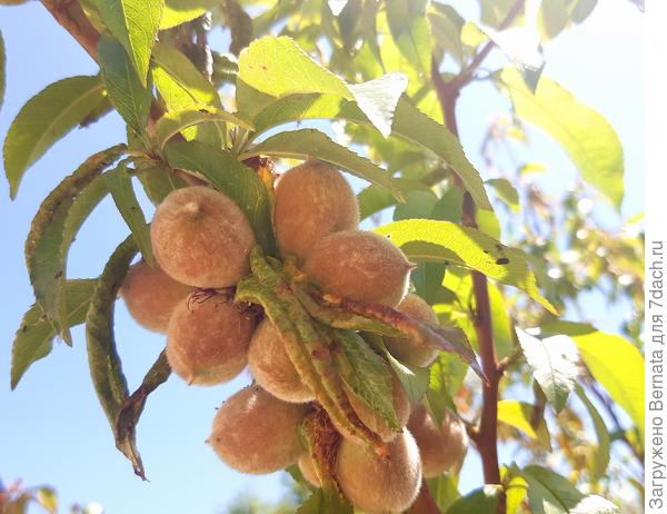 Будет персиков рекордный урожай....