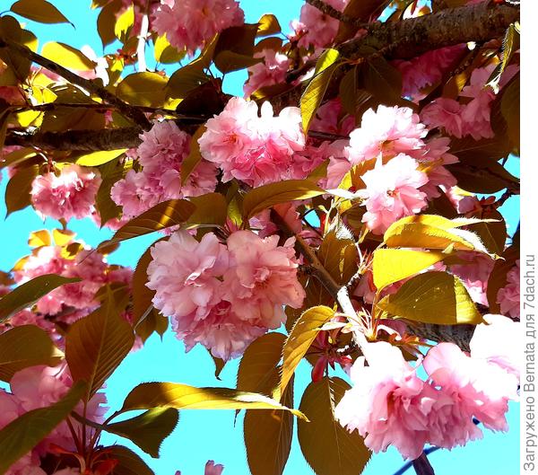 Фото Марины напомнило, что и у меня есть Луизеания :)))....