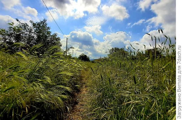 Эх, станица...