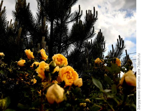 Хвойно-розовые ароматы....