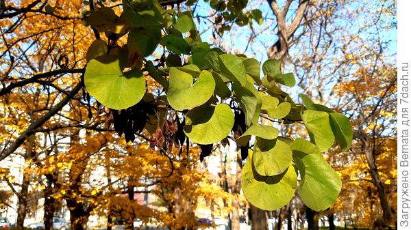 А церцис еще зеленый...