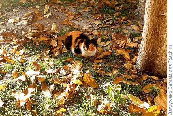 Киска в цвет декабря:))