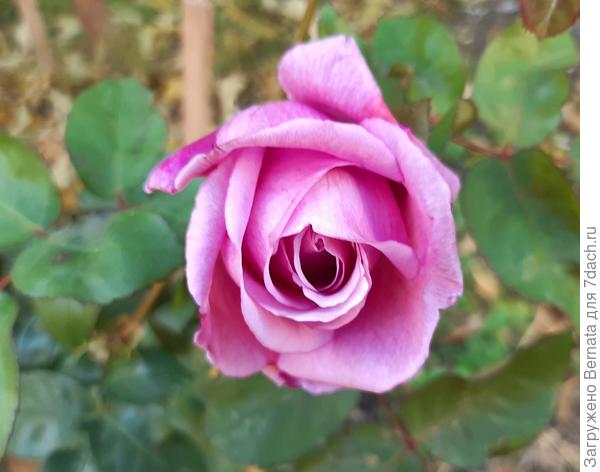 Еще много роз...