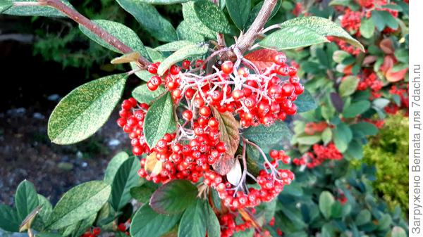 Вот такие гроздья шикарные...