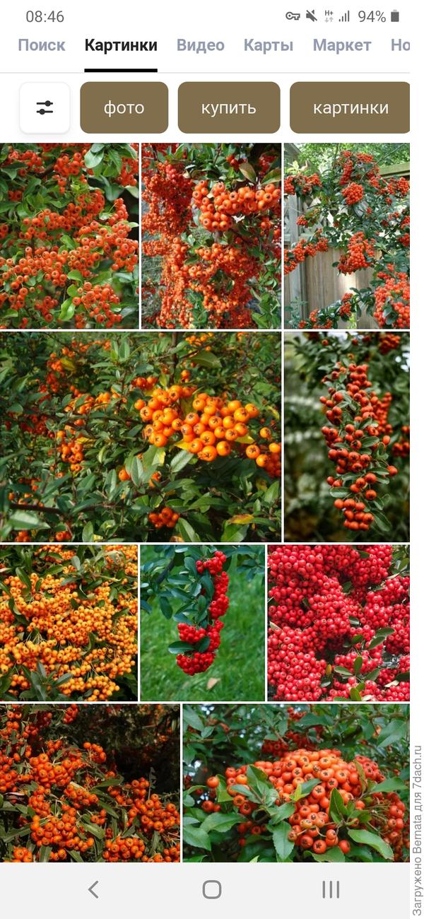 Она разная бывает...Жёлтая, оранжевая, красная ..