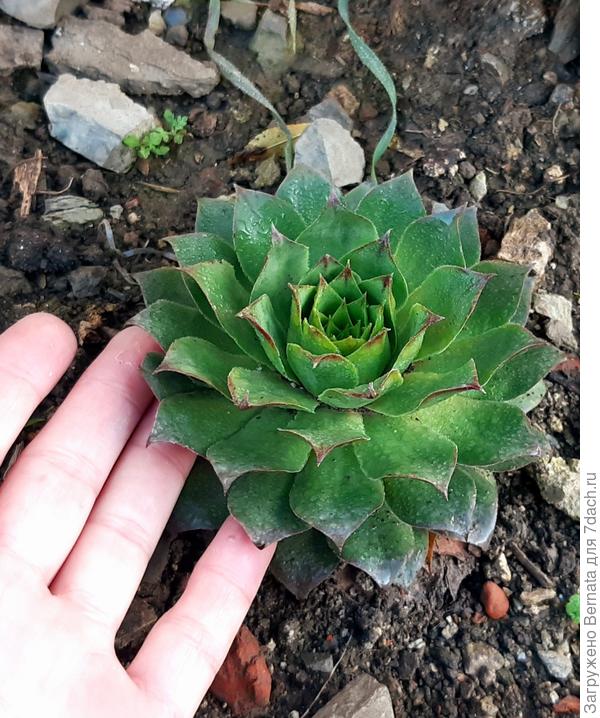 Размер такой, но это еще молодой экземпляр, у мамы размером со стандартное чайное блюдце... Так, что это? Если молодило, то что за сорт?