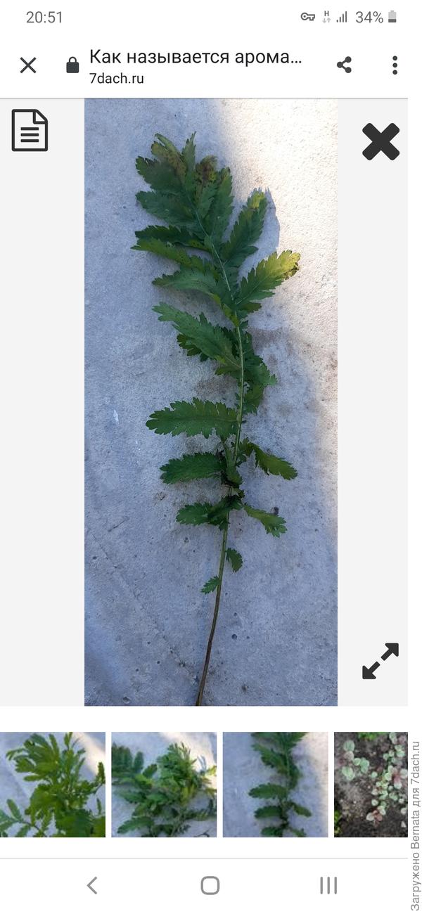 Сделала скриншот