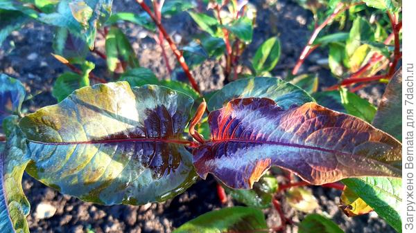 Яндекс заявил, что это сорт Red Dragon ... Тот же Яндекс рекомендует сажать его на открытое солнце, иначе он, якобы, теряет яркость листьев...