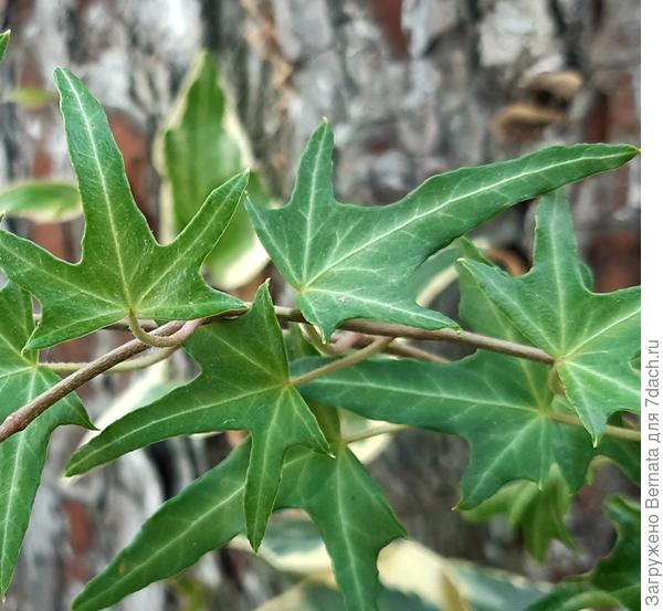 Мне показалось, что это Pedata...