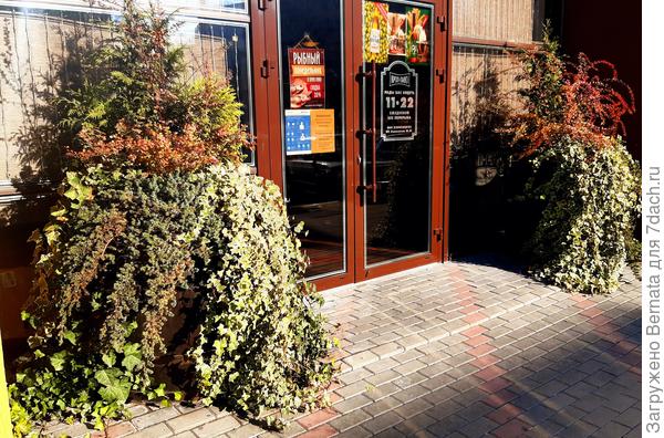 "Родитель " моего плюща:)))