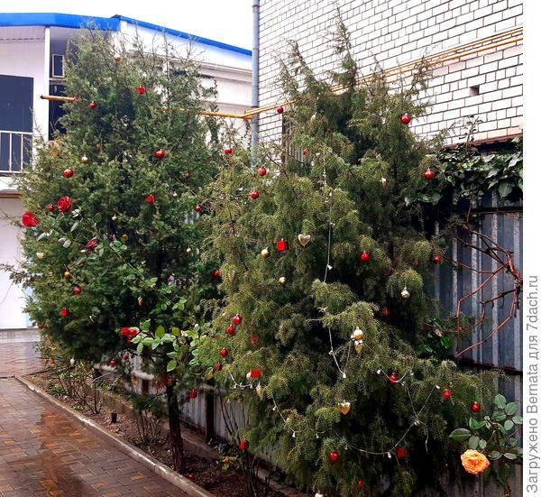 Вот такой вот Новый год! Снега нет, трава растёт... Можжевельник, вместо ели... Это - юг! Как вы хотели?